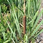 Typha latifoliaFrutto