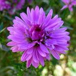 Symphyotrichum novi-belgii പുഷ്പം