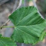 Dombeya acutangula Folio