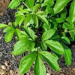 Paeonia lactiflora Лист