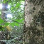 Leonia glycycarpa Corteza