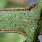 Pteris hamulosa Leaf