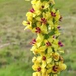 Verbascum nigrumFlower