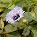 Nolana humifusa फूल