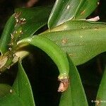 Dendrobium virotii Συνήθη χαρακτηριστικά