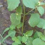 Galinsoga quadriradiata Habit