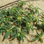 Euphorbia polygonifolia Hábito