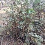Tithonia diversifolia 葉