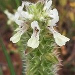 Stachys ocymastrum Λουλούδι
