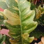 Philodendron bipennifolium Folha
