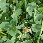 Trifolium fragiferum Blatt