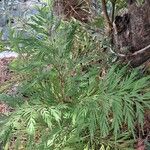 Grevillea robusta Folha