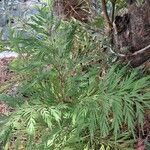 Grevillea robusta List