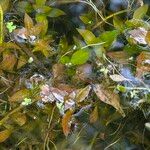 Ludwigia palustris Liść
