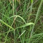 Andropogon gerardi Leaf