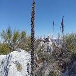 Echium boissieri Blodyn