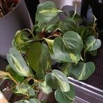 Philodendron cordatum Leaf