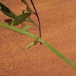 Funtumia africana Folio