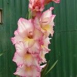 Gladiolus × hybridus Flower