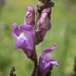 Antirrhinum majusफूल