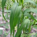 Setaria italica Leaf