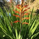 Chasmanthe floribunda Flower