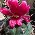 Gymnocalycium baldianum Leaf