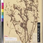 Aeschynomene tsaratanensis Otro