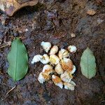 Bobgunnia fistuloides Fruto