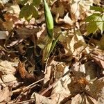 Carex plantaginea Leaf