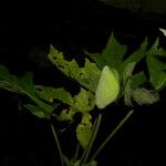 Dorstenia contrajerva Fruit