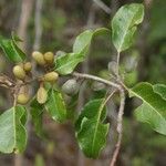 Elaeocarpus dognyensis Frukt