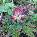 Pedicularis comosa Flor