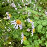 Symphyotrichum novi-belgii Folha