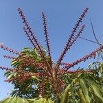 Heptapleurum actinophyllum Fruit