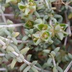 Nucularia perrinii Otro