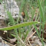 Lathyrus sphaericus Fruit