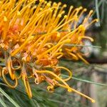 Grevillea pteridifolia 花