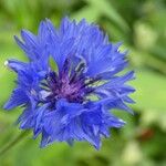 Centaurea cyanus പുഷ്പം