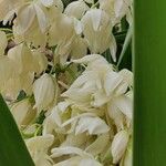 Yucca gloriosa花