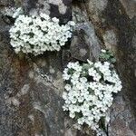 Androsace alpina 花