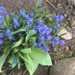 Scilla siberica Natur