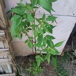 Bidens frondosa Folha