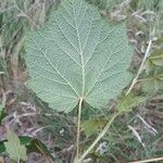 Acer spicatum Leaf