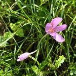 Colchicum multiflorumFlower