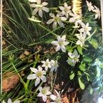 Ornithogalum divergensFlor