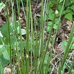 Juncus effusus Levél