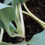 Mertensia maritima Lubje