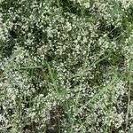 Galium elongatum Цветок