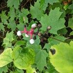 Actaea pachypoda Fruit